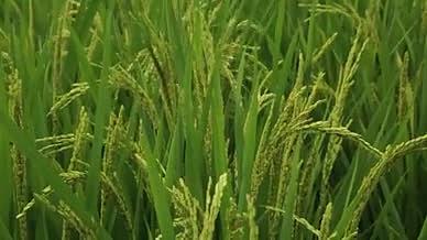 水稻种植水稻抽穗水稻特写农作物视频的预览图